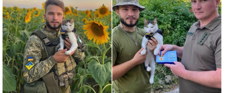 La gata Shaibyk recibió un premio de voluntariado por ayuda al militar.